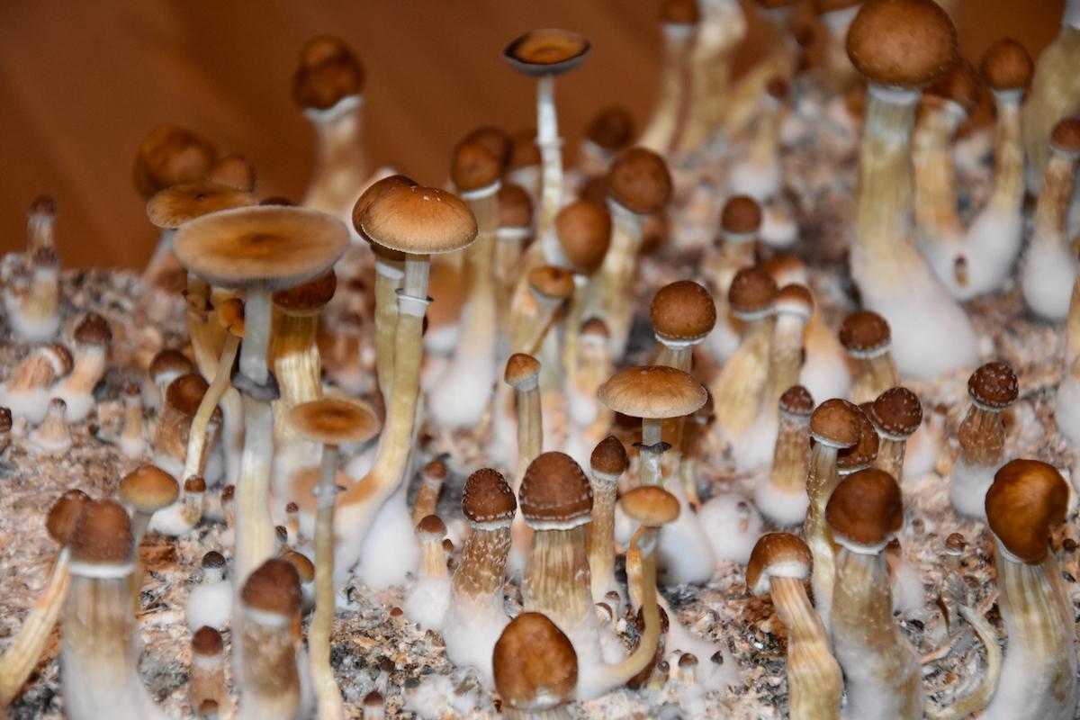 Dépression résistante : le bénéfice de la psilocybine est surestimé