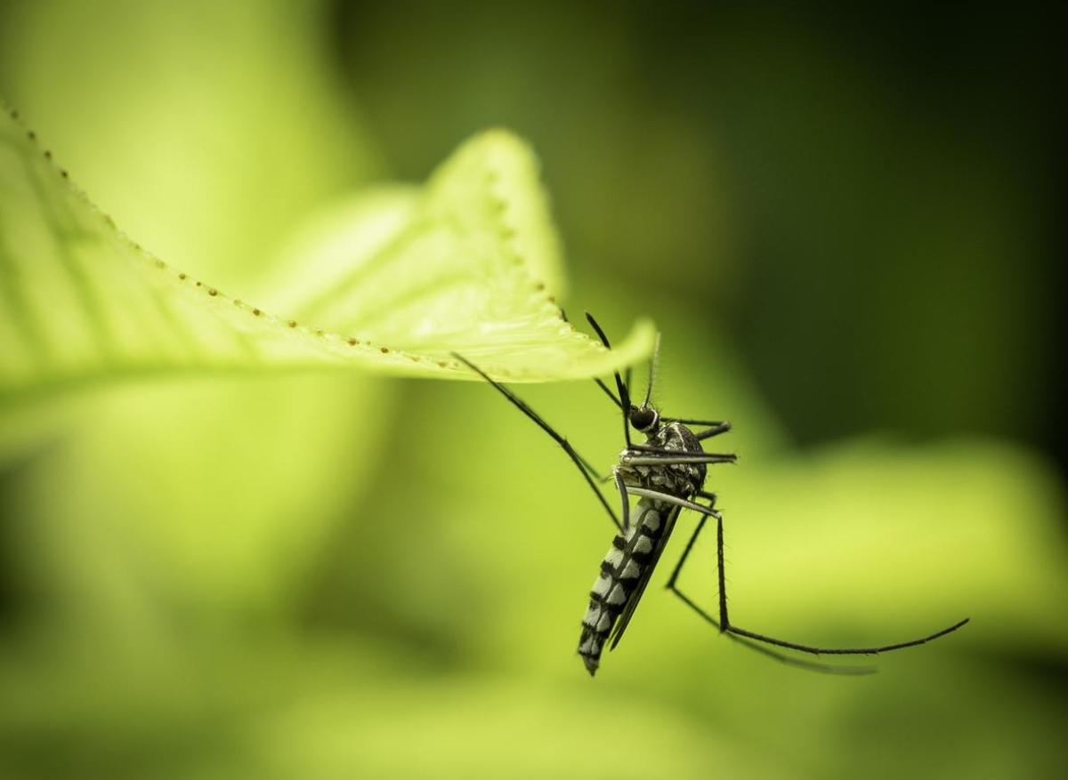 Dengue en métropole : le moustique-tigre est bien le vecteur