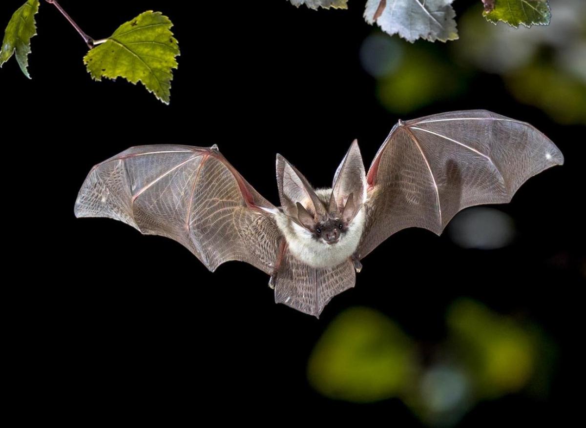 Rage : elle a été détectée sur une chauve-souris en Mayenne
