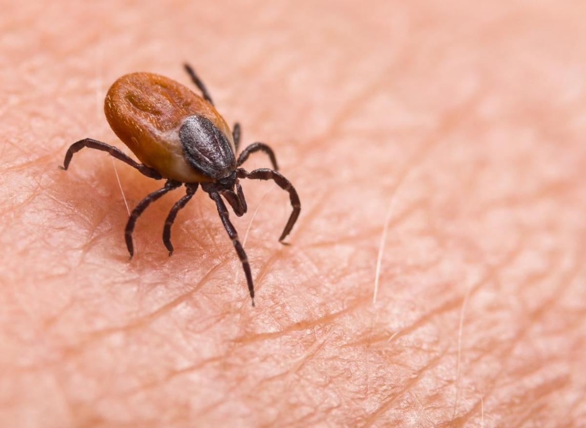 Borreliose de Lyme : son ADN entièrement cartographiée