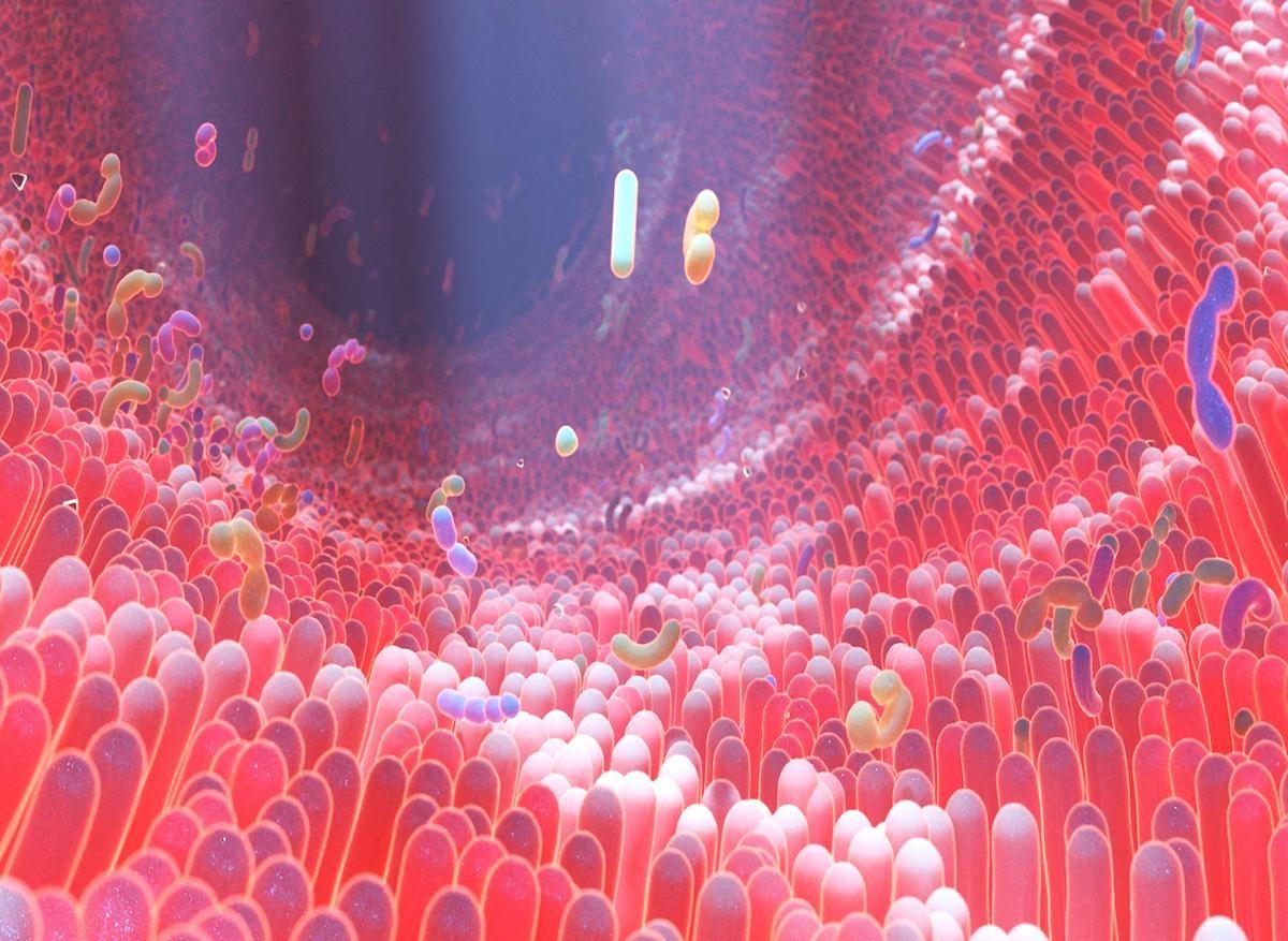 Sclérose en plaques : impact des bactéries intestinales