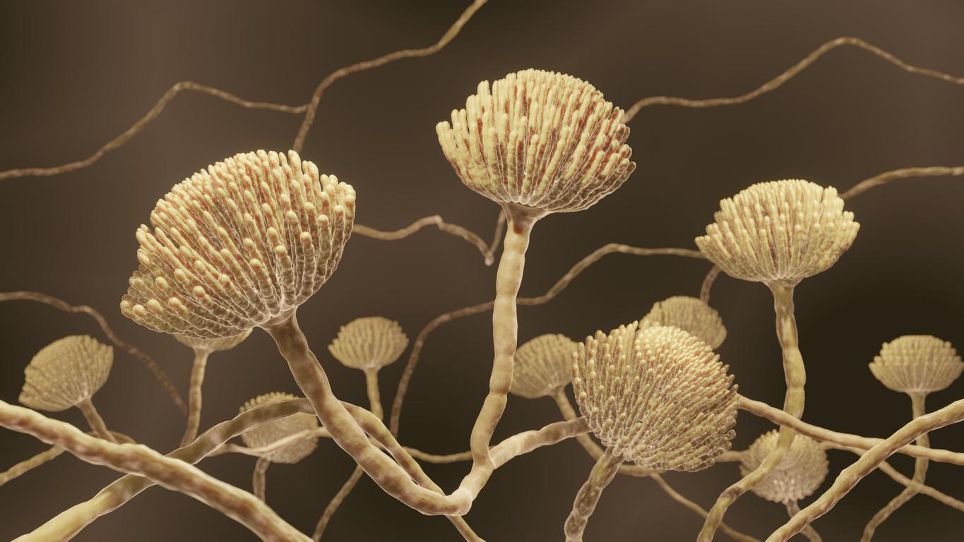 Mycoses pathogènes : le risque se diffuse avec le réchauffement climatique