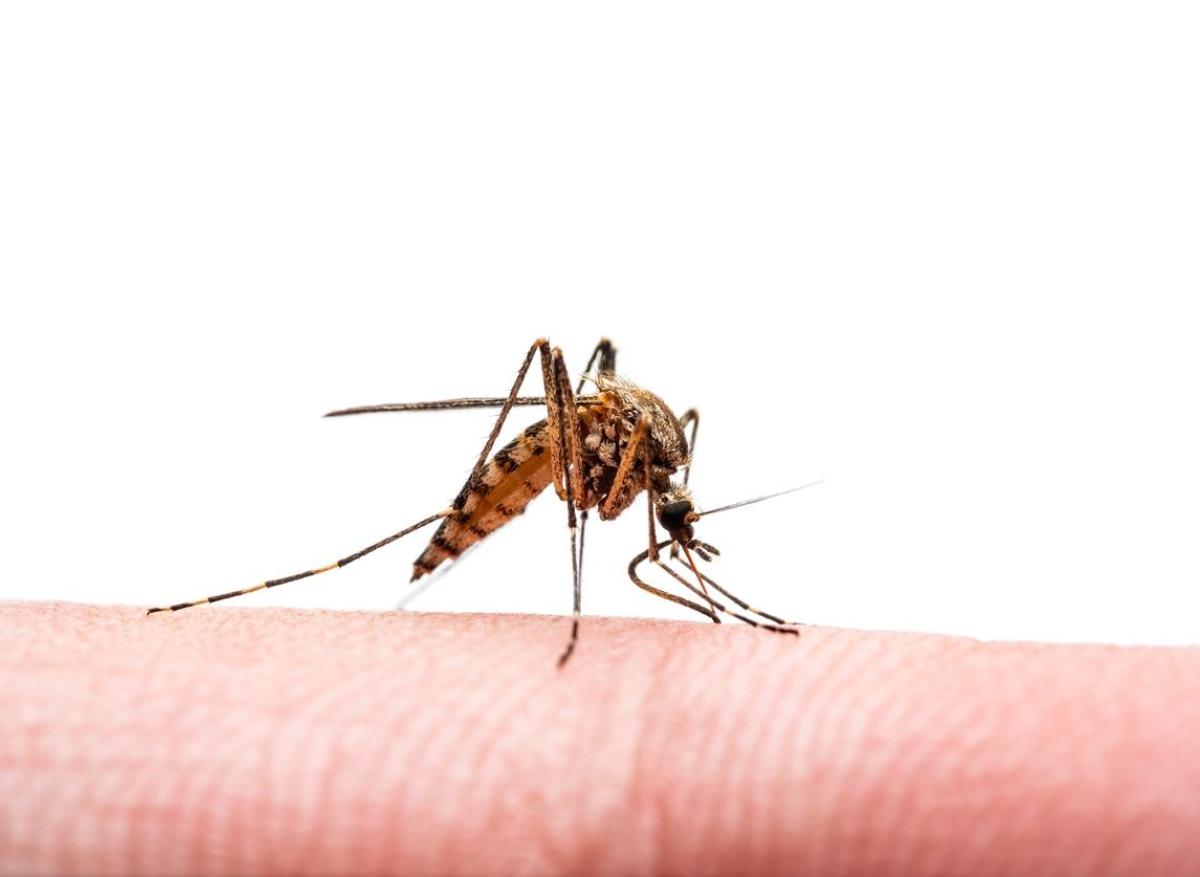 Chikungunya : l’UE a approuvé le premier vaccin à virus vivant atténué