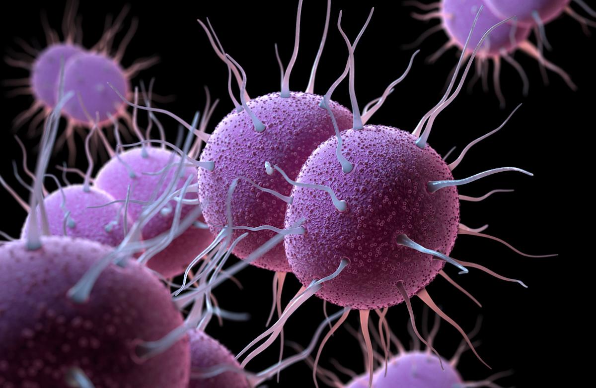 Gonococcies urogénitales : une alternative orale prometteuse 