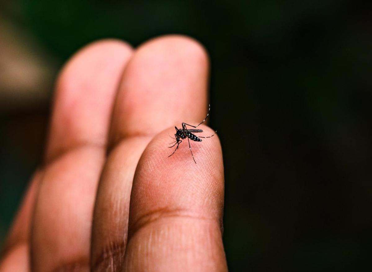 Chikungunya : dispositif de crise renforcé à l’île de La Réunion