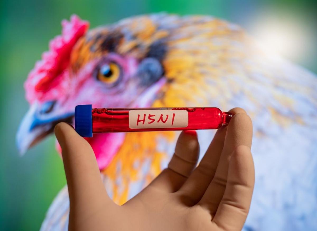 Grippe aviaire : développement d'un vaccin à ARNm contre le virus H5N1