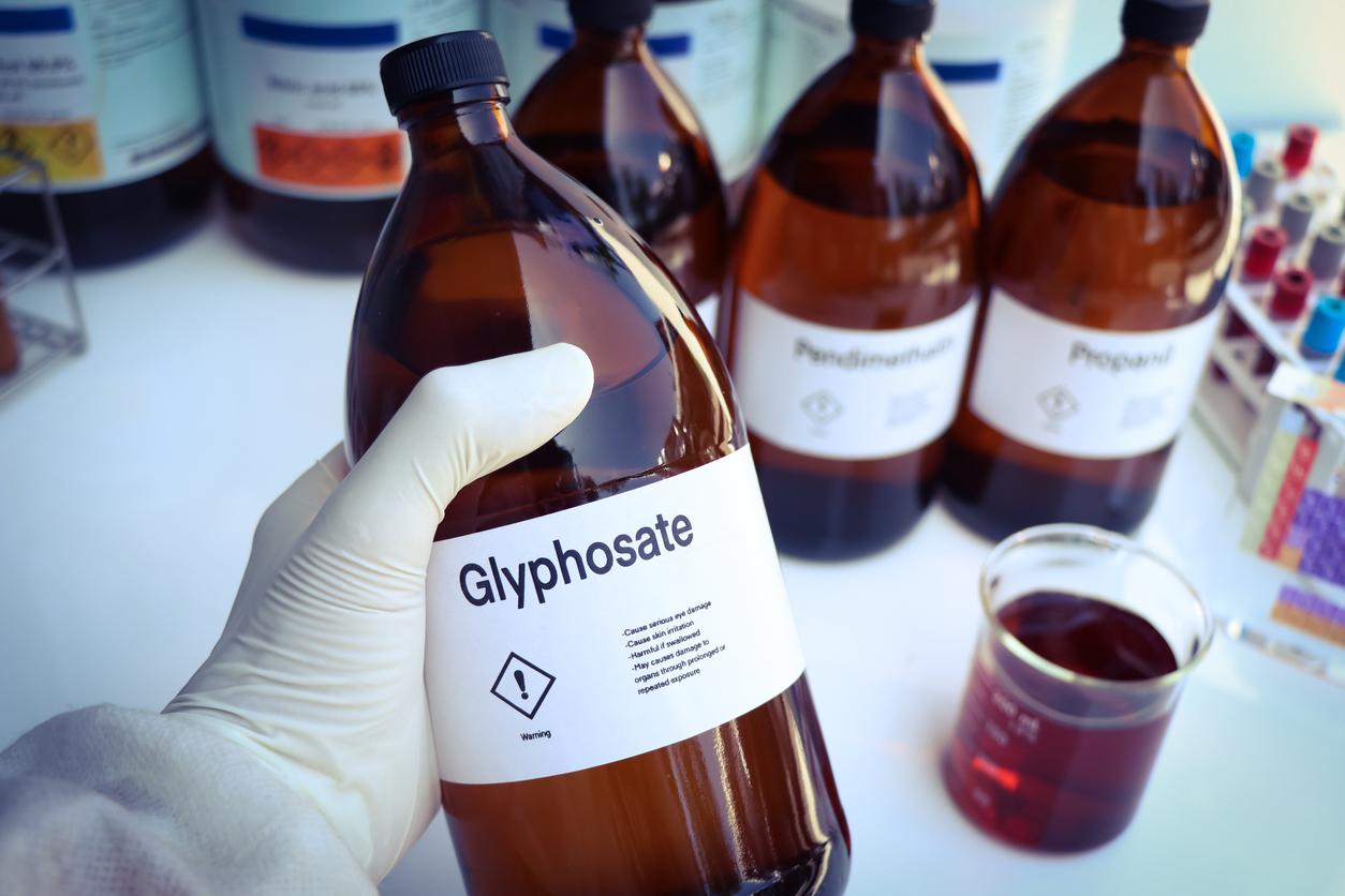 Glyphosate : il serait bien cancérogène chez le rat