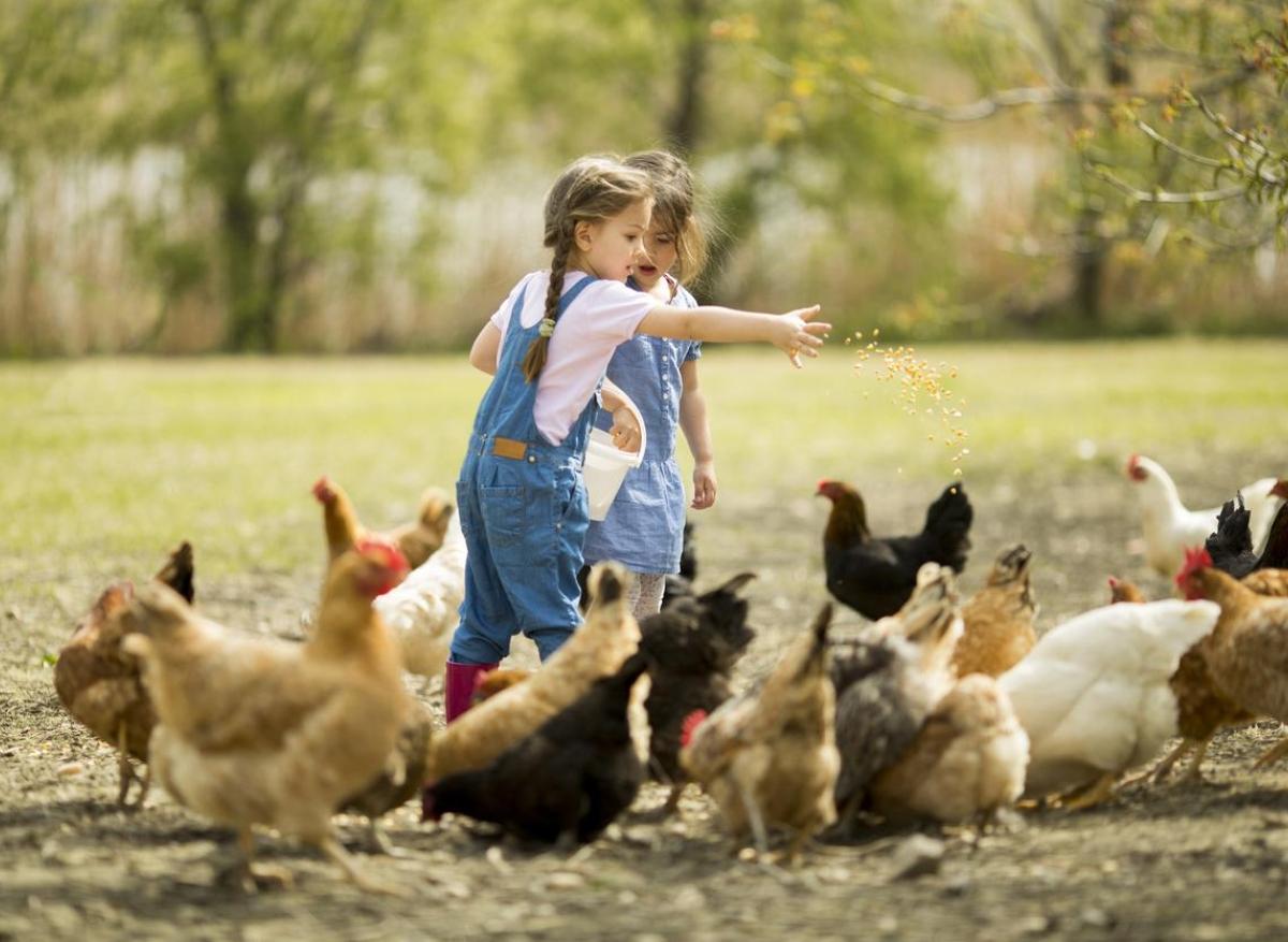 Allergie : grandir dans une ferme développerait un microbiote protecteur chez les enfants