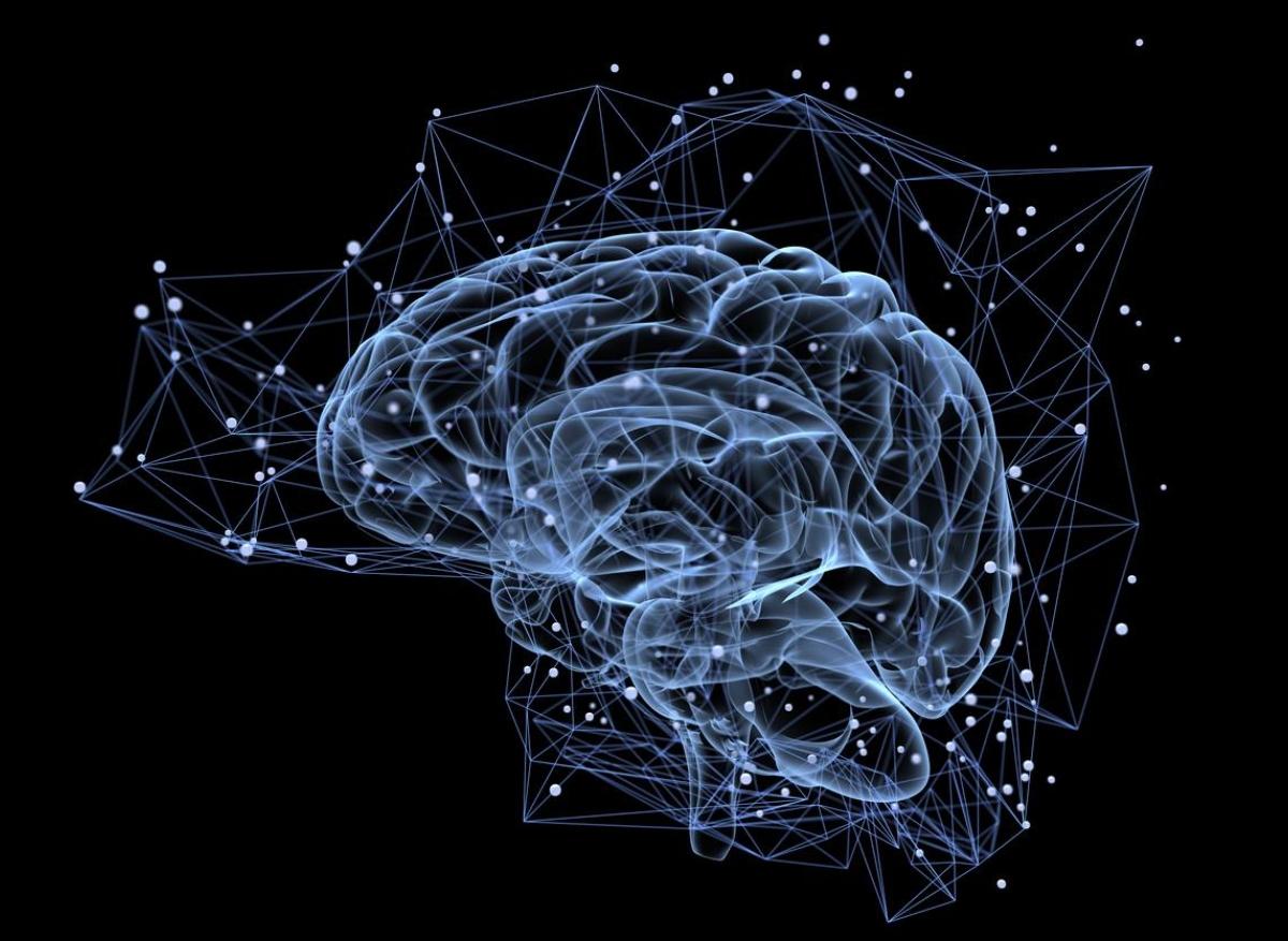 Troubles anxieux : associés à des anomalies de la maturation des synapses 