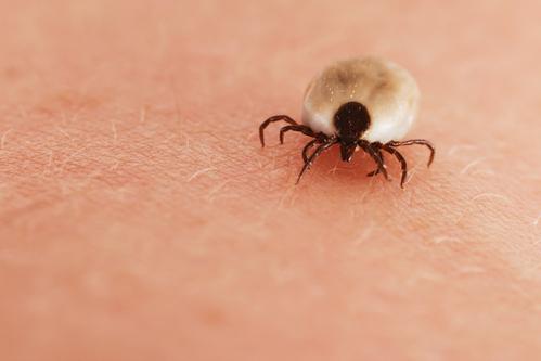 Allergies inexpliquée à la viande : une morsure de tique est responsable 