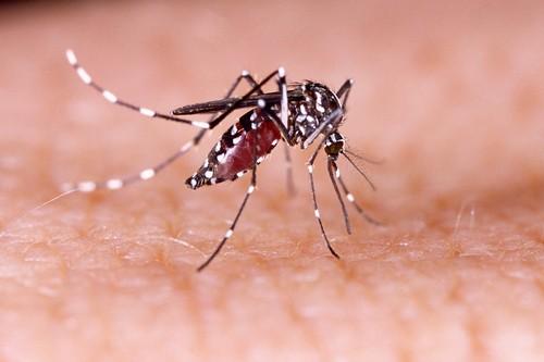 Zika : un 4ème cas dans le Lot-et-Garonne